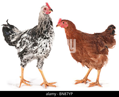 Young chicken hen and rooster shot in studio on white Stock Photo