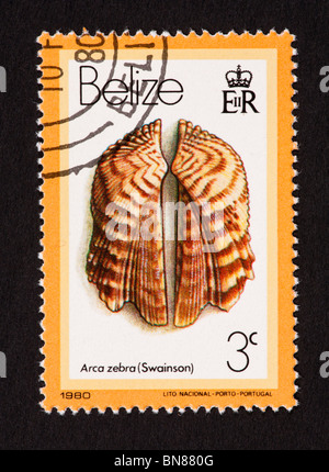 Postage stamp from Belize depicting a seashell (Arca zebra) Stock Photo