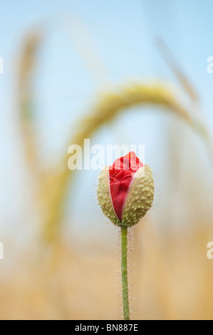 Field poppy, papaver rhoeas emerging  in amongst barley in a field in the English countryside Stock Photo