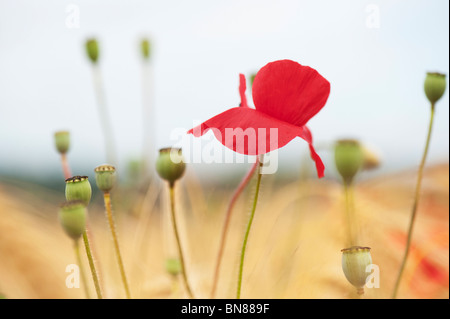 Papaver rhoeas. Field poppy in amongst barley in a field in the English countryside Stock Photo