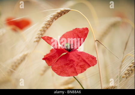 Papaver rhoeas. Field poppy in amongst barley in a field in the English countryside Stock Photo