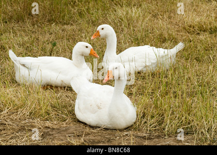 Free Range Goose Geese. Stock Photo