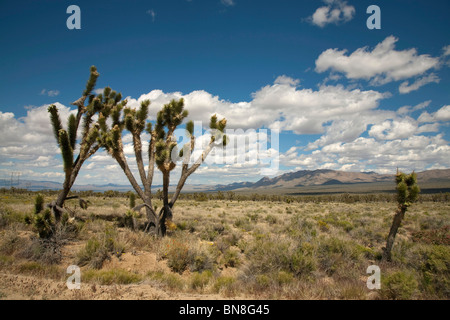 Joshua trees in the Mojave Desert in California, USA, with the New York Mountains behinds Stock Photo