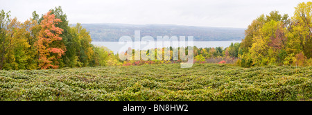 Vineyards in Finger Lakes Region New York Stock Photo