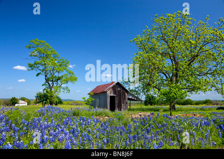 A small shed with bluebonnet wildflowers in the hill country at Pontotoc, Texas, USA. Stock Photo