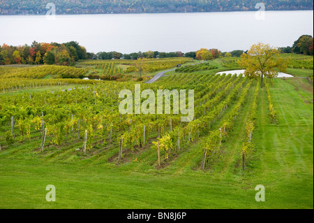 Vineyard in Finger Lakes Region New York Stock Photo