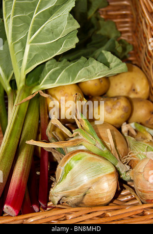 Rhubarb, potatoes and onions from an English Pick Your Own farm and placed in a wicker basket Stock Photo
