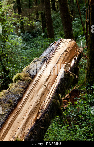Forest,Rainforest,broken tree trunk Stock Photo