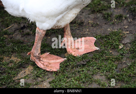 Goose legs Stock Photo