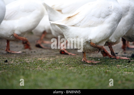 Geese legs Stock Photo