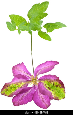 Pink and green veined flowerhead of the Clematis Viticella Sodertalje Stock Photo