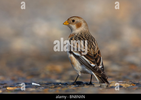 Snow Bunting (Plectrophenax nivalis), Norfolk, UK. Stock Photo