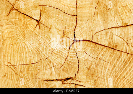 Cut log, woodgrain background texture Stock Photo