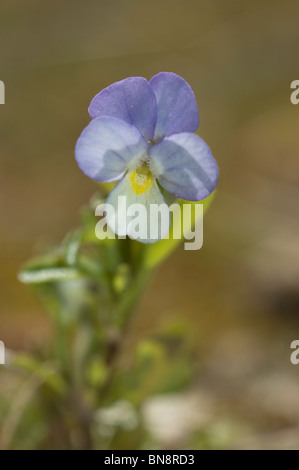 Dwarf pansy flower (Viola kitaibeliana) Stock Photo