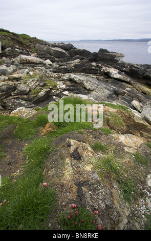 European Otter Lutra lutra spraint at undisclosed site, Shetland Isles in June. Stock Photo