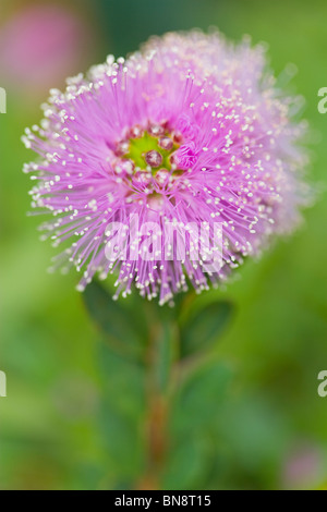 Melaleuca nesophylla / nesophila Western Honey Myrtle Stock Photo