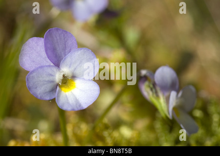 Dwarf pansy flower (Viola kitaibeliana) Stock Photo