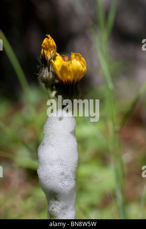 Froth or plant juices from the Spittle Bug or Froghopper on Yellow Hawkweed Hieracium pratense Michigan USA Stock Photo