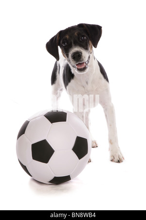 Jack Russell Terrier Single puppy with football Studio, UK Stock Photo
