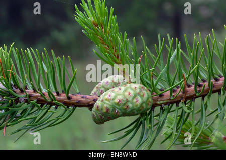 Developing immature female Jack Pine Cones Pinus banksiana Northern Michigan USA Stock Photo
