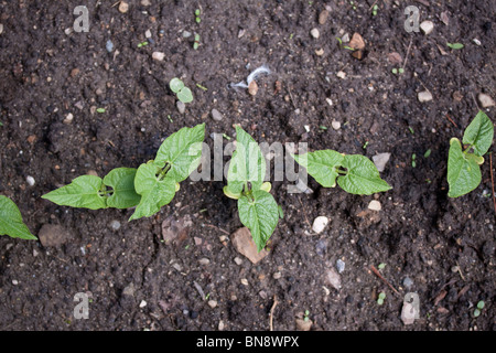 Germinating Garden Bean Plants first growth E USA Stock Photo