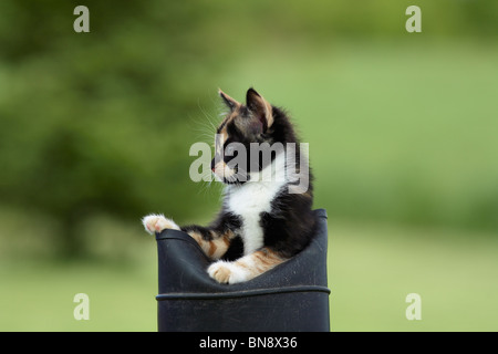 Kitten in Boot Stock Photo