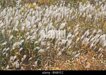 Amur silvergrass (Miscanthus sacchariflorus) Stock Photo