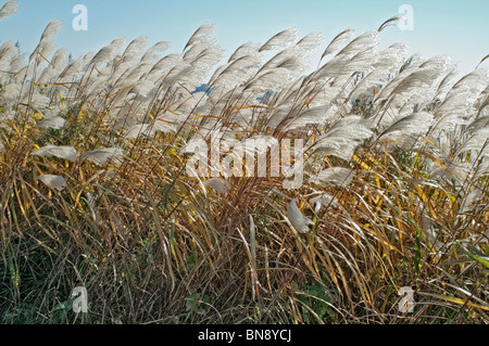 Amur silvergrass (Miscanthus sacchariflorus) Stock Photo