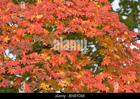 Korean Maple foliage (Acer pseudosieboldianum). Called Purplebloom Maple also Stock Photo