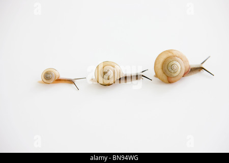 Three snails on white background Stock Photo