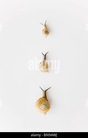 Three snails on white background Stock Photo