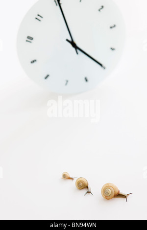 Three snails and clock on white background Stock Photo