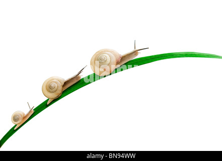 Three snails on leaf, white background Stock Photo