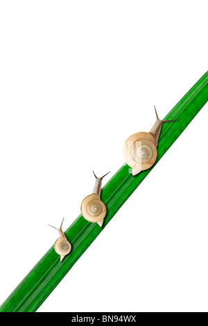 Three snails on leaf, white background Stock Photo
