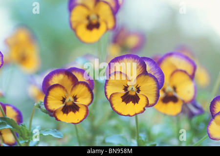 Purple and yellow pansies Stock Photo