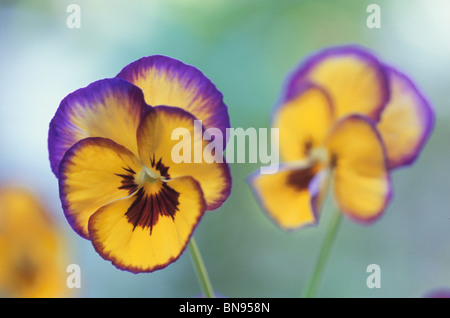 Purple and yellow pansies Stock Photo