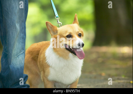 Corgi dog being walked on a leash Stock Photo