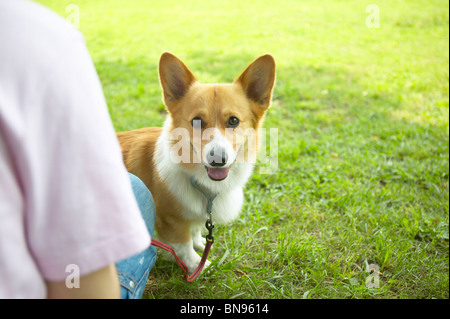 Man crouching in front of his dog Stock Photo