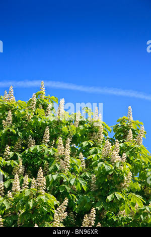 Horse Chestnut tree with bright green leaves, flowering candles with deep blue sky Stock Photo