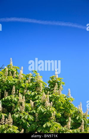 Horse Chestnut tree with bright green leaves, flowering candles with deep blue sky Stock Photo