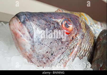 Freshly caught coral snapper fish on an ice display in a restaurant Stock Photo