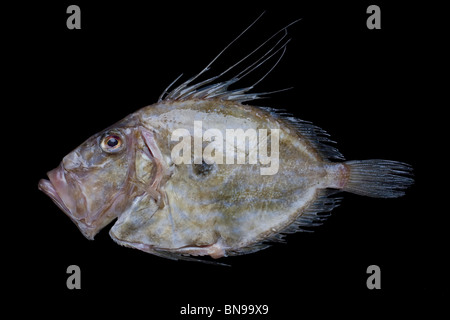 John dory sea fish also known as St Pierre fish Stock Photo