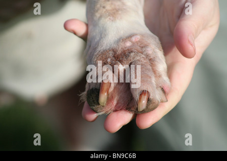 garbled paw Stock Photo