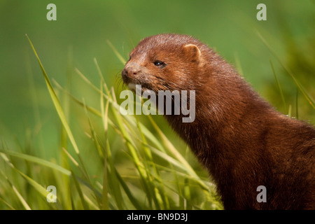 A Mink at home in the long grass hunting for mice and voles. Stock Photo