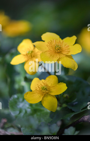 Marsh Marigold; Caltha palustris; flowers Stock Photo