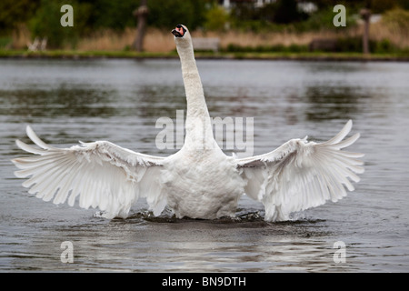 Mute Swan; Cygnus olor; bathing; Cornwall Stock Photo