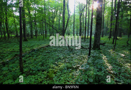 Primeval forest in Bialowieza, Poland Stock Photo