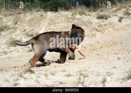 German Shepherd Puppy Stock Photo