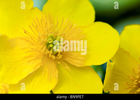 Marsh Marigold; Caltha palustris; flower Stock Photo