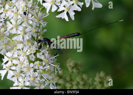 Predatory Wasp, Gasteruption jaculator, Gasteruptiidae, Evanioidea, Apocrita, Hymenoptera Stock Photo
